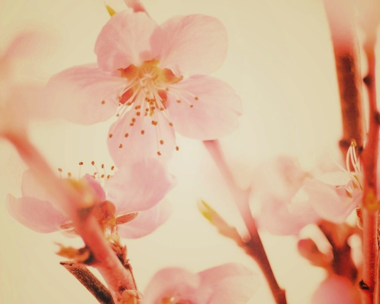 Нежные розовые цветы обои