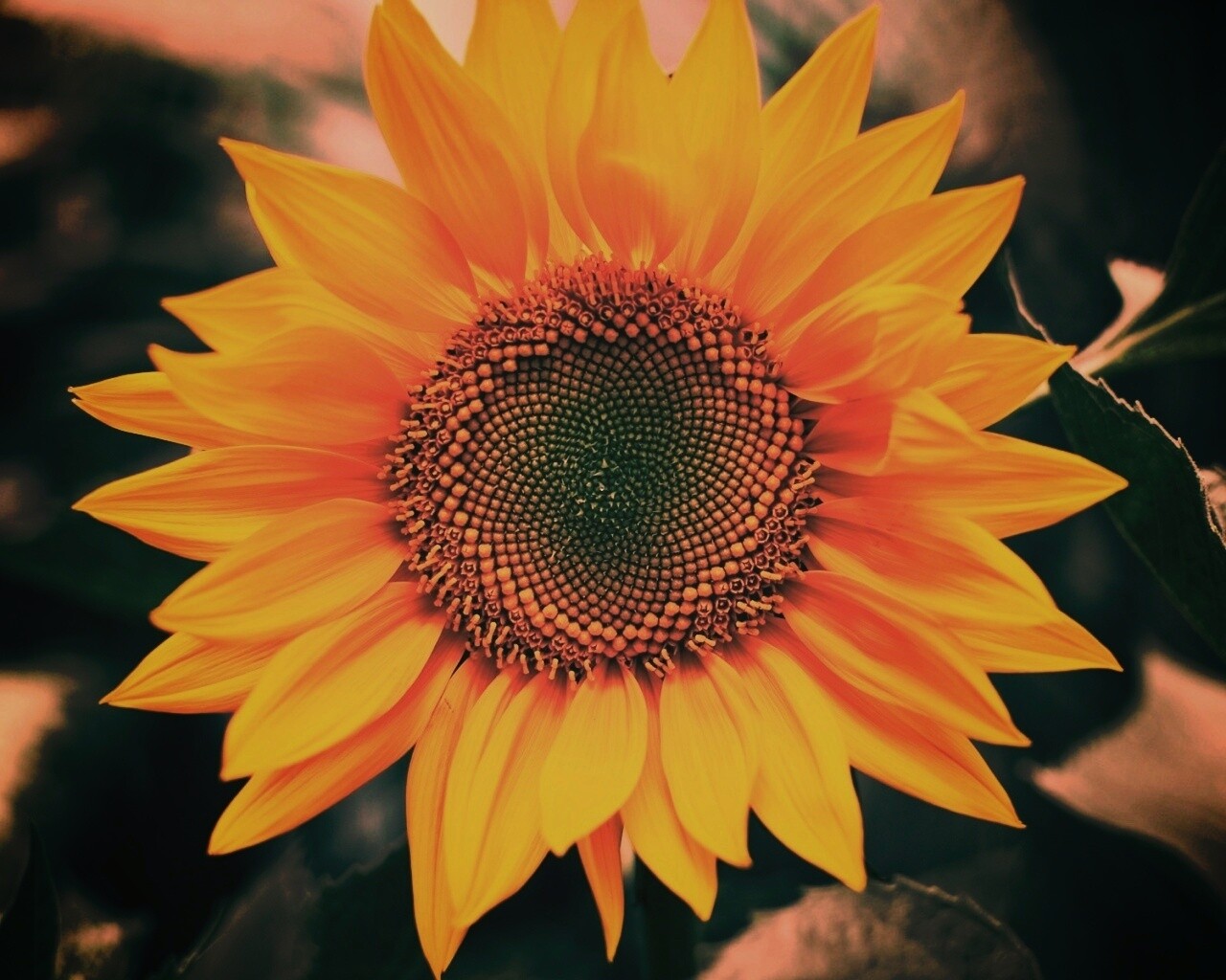 Подсолнух на поле обои