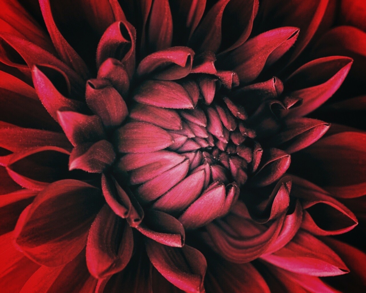 Цветок обои