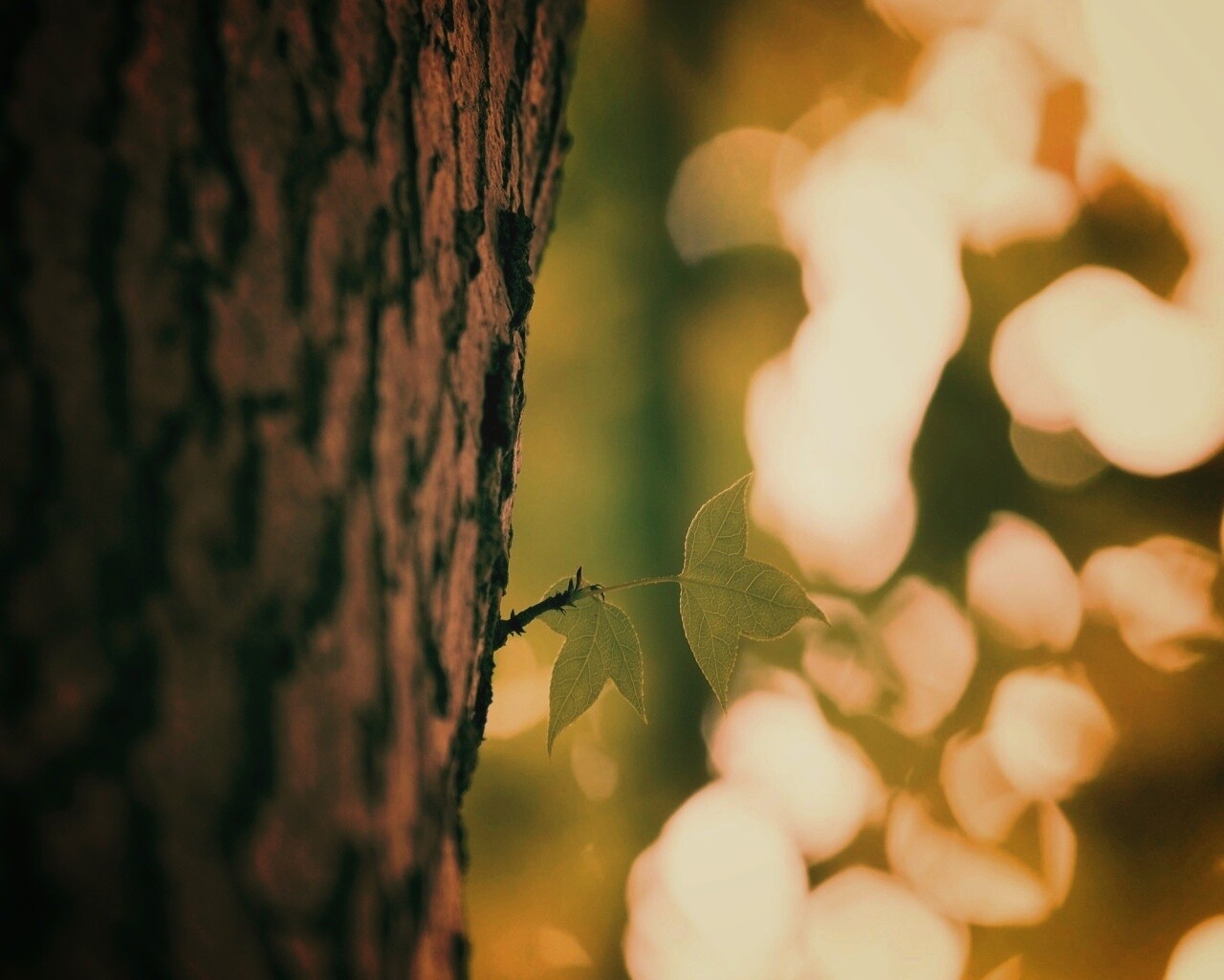Листок на стволе дерева обои