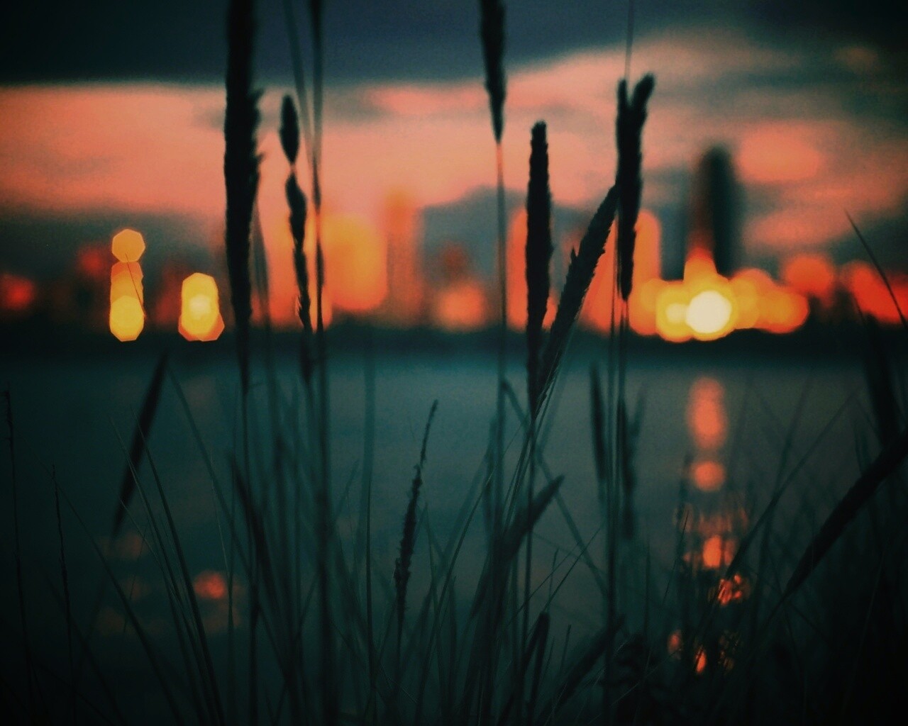 Камыш на фоне вечерних огней обои
