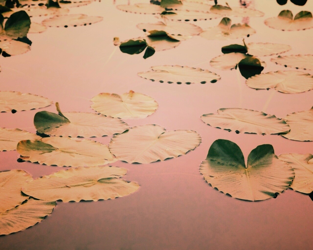 Плавающие листья обои