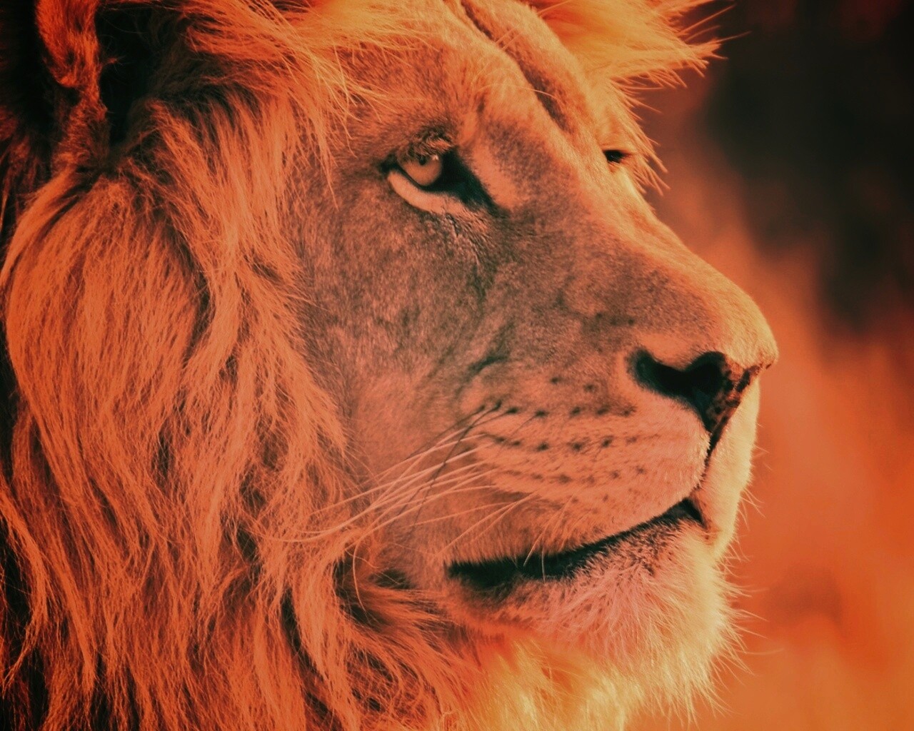 Лев обои
