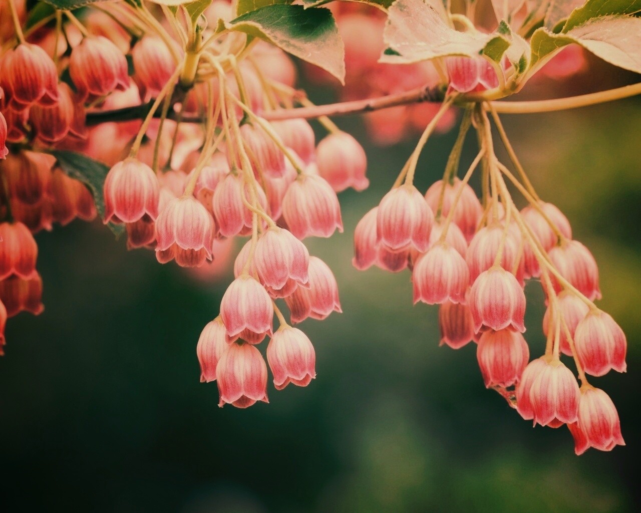 Красные колокольчики обои