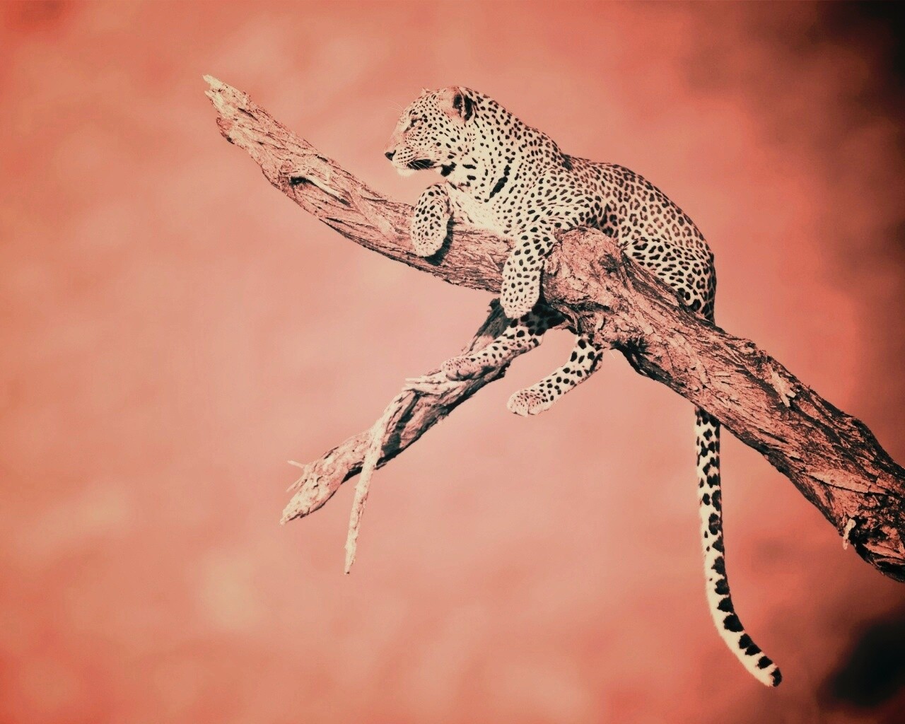 Ягуар на дереве обои