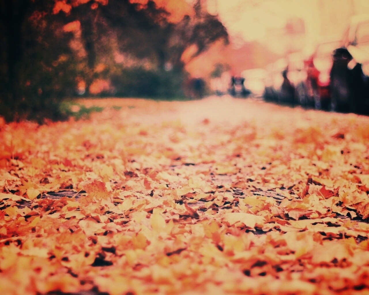 Осенние листья обои