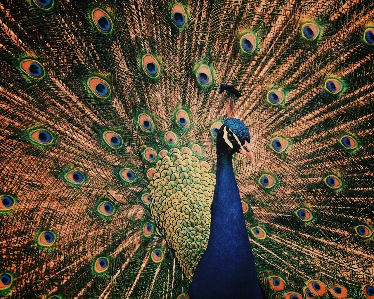 Красивый павлин обои
