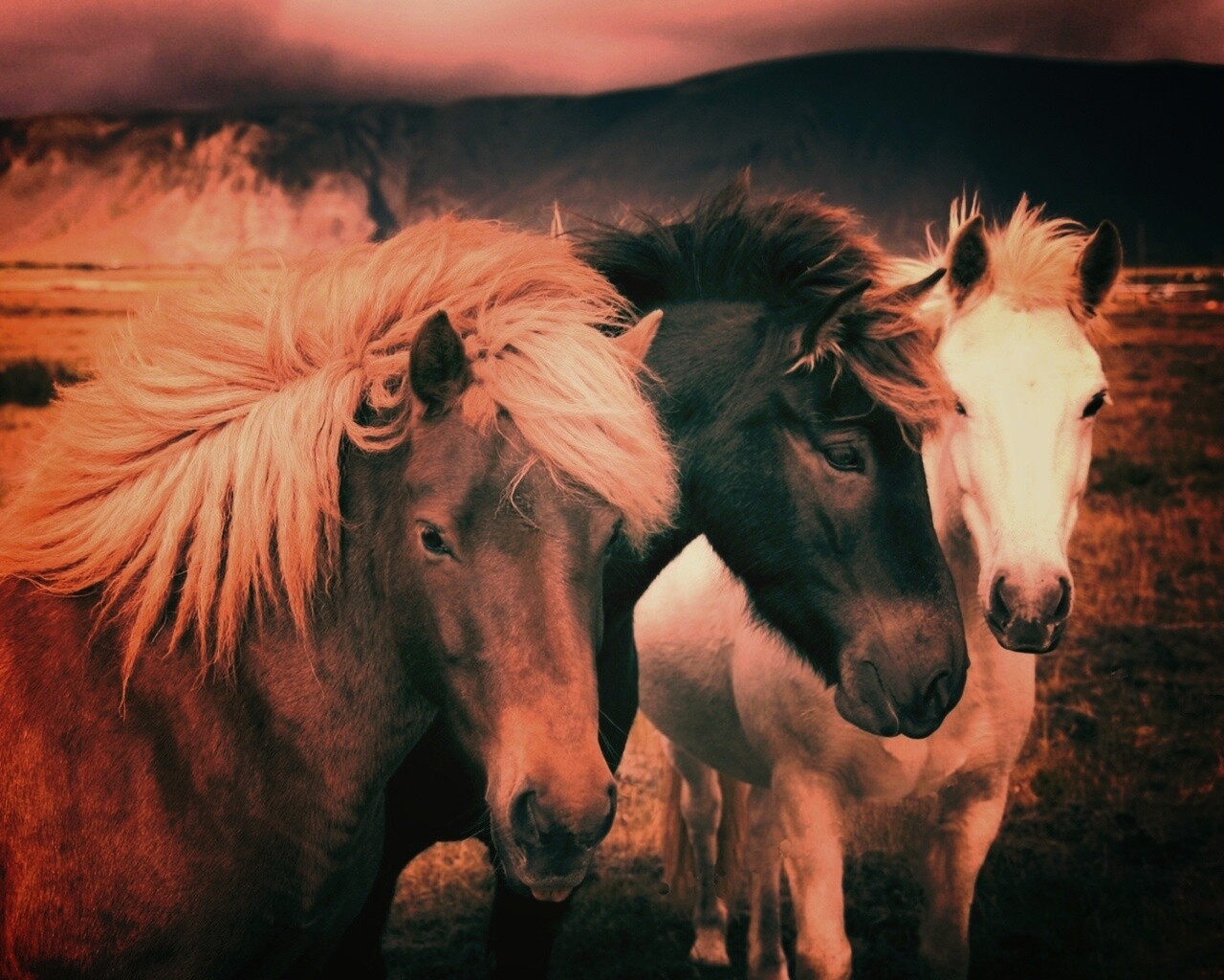 Мустанги обои