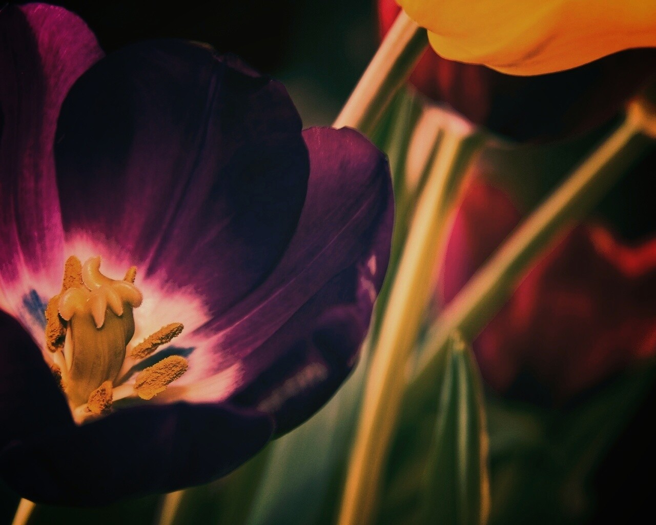 Фиолетовый цветочек обои