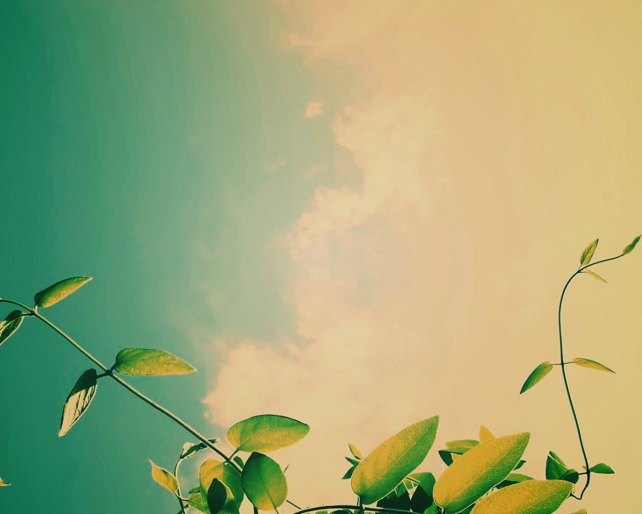 Зеленые ветви на фоне голубого неба обои