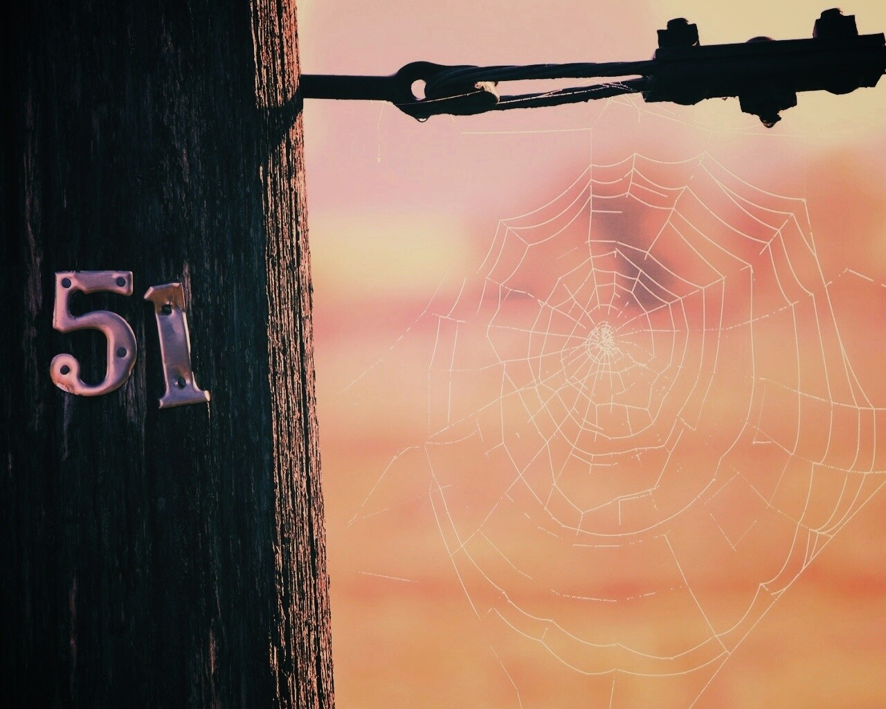 Паутина 51 обои