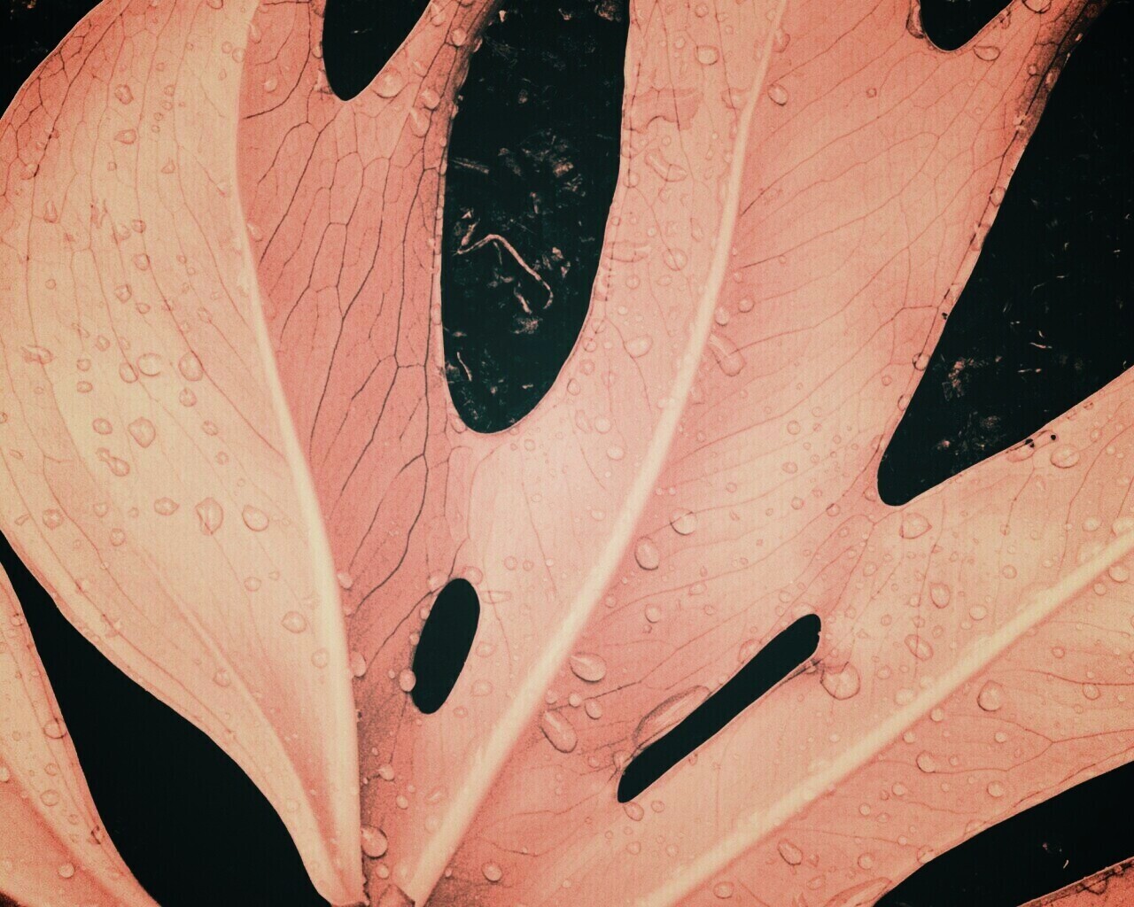 Белый лист обои