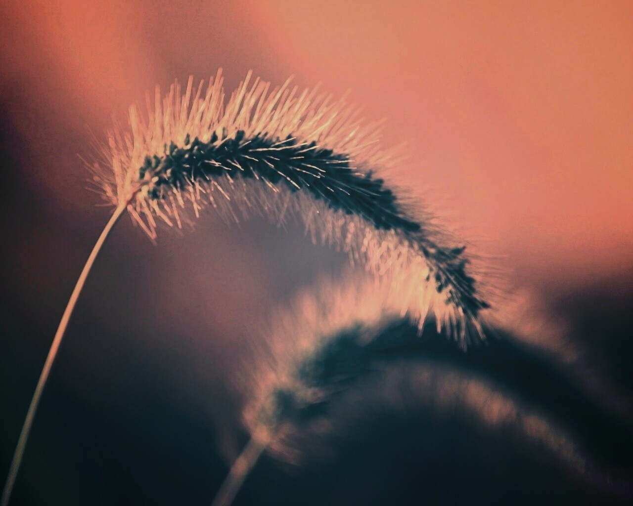 Травинка обои