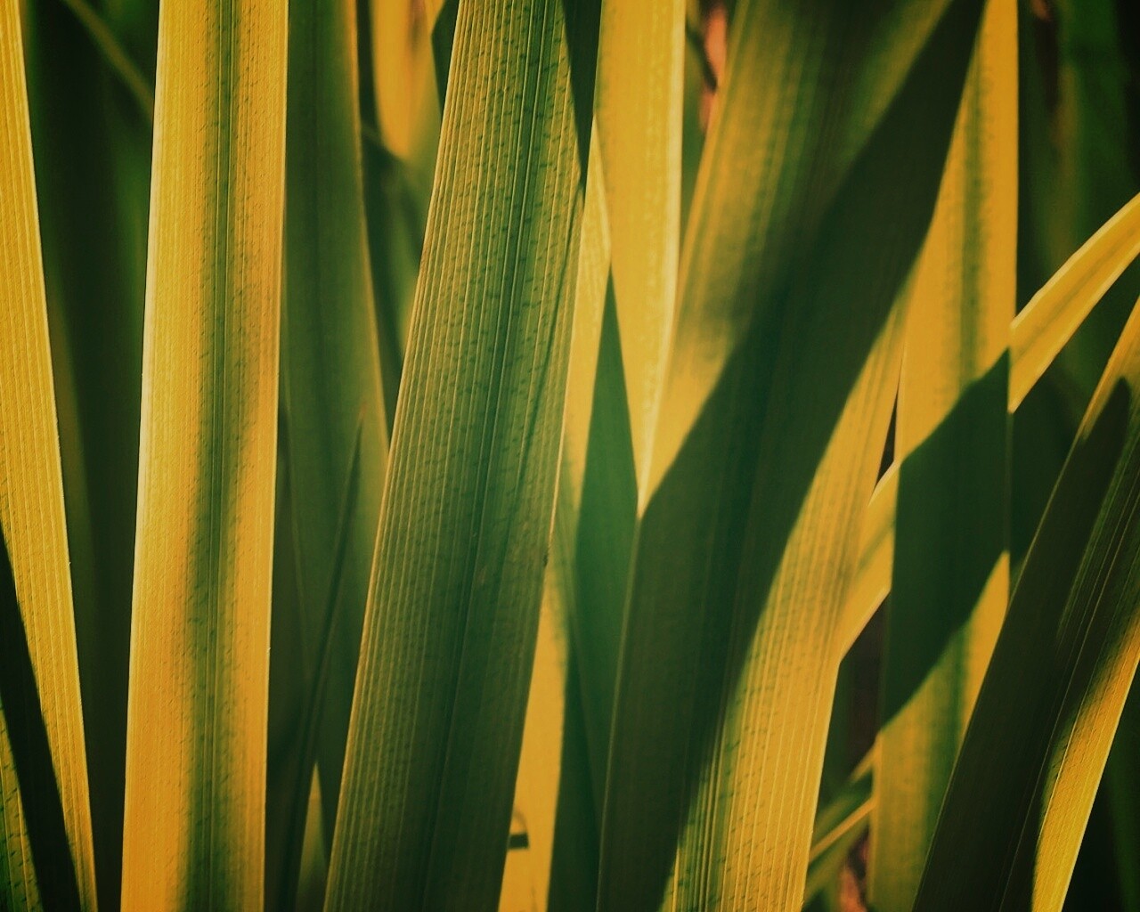 Стебли травы обои
