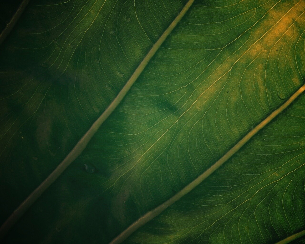 Прожилки на листе обои