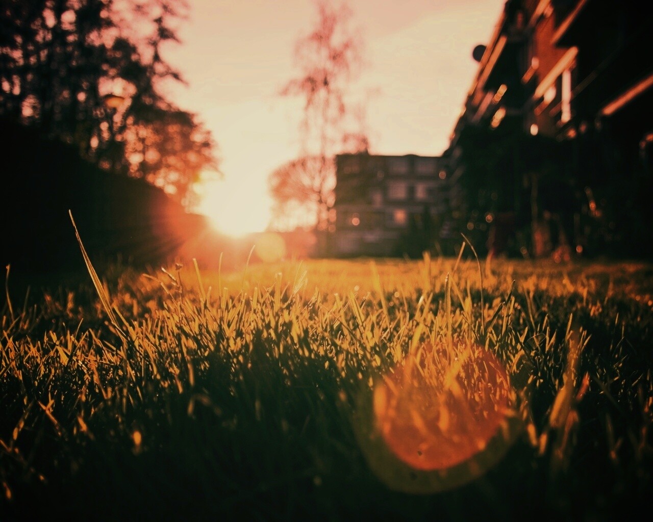 Трава во дворе обои