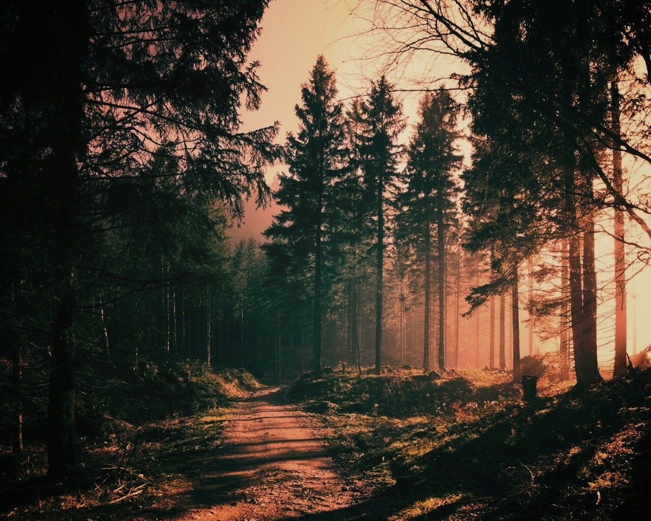 Лесная дорога обои