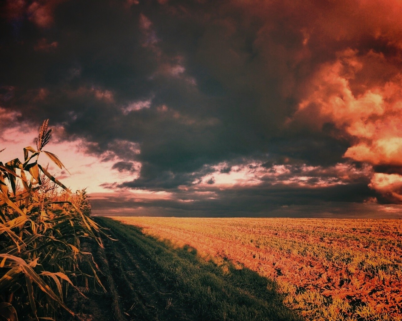Кукурузное поле обои