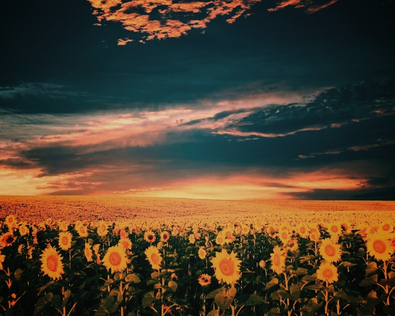 Целое поле подсолнухов обои