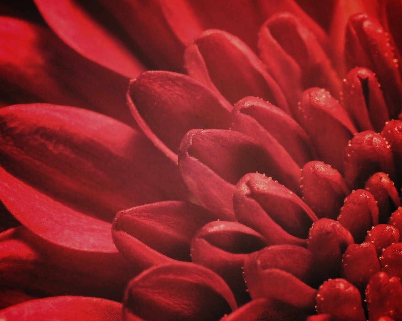 Лепестки хризантемы обои