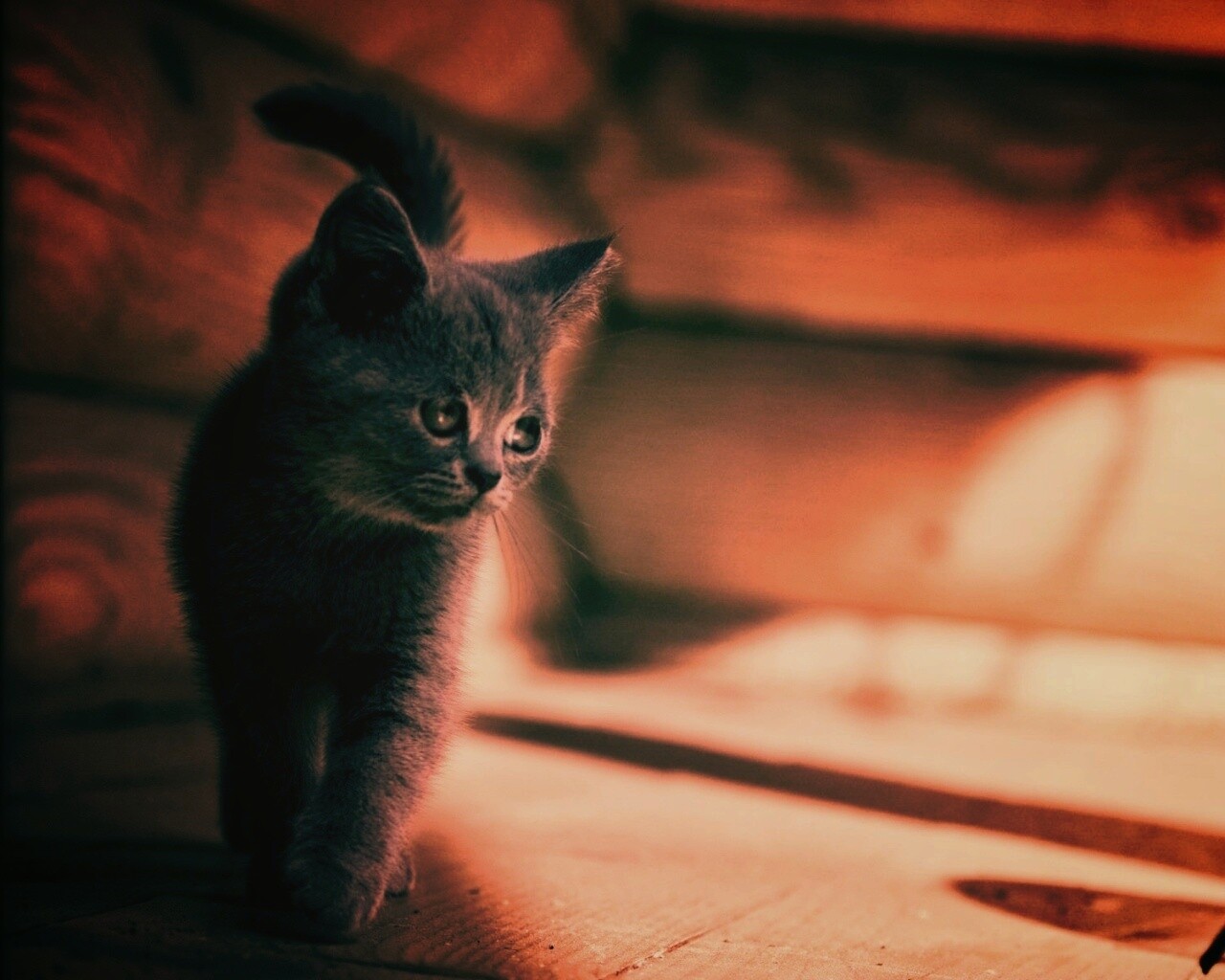 Маленький дымчатый котенок обои