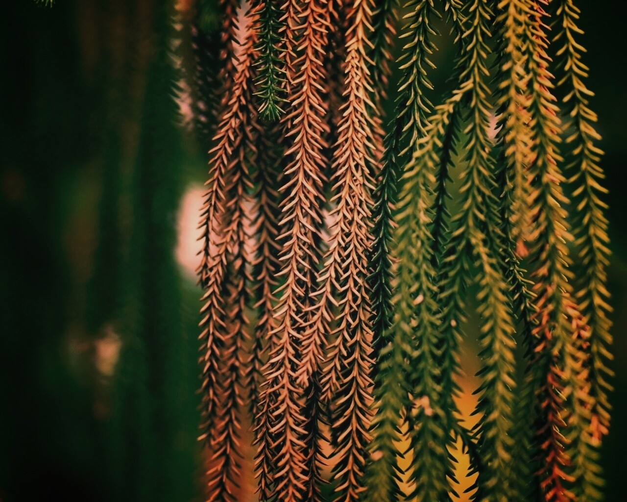 Зеленые колючки обои