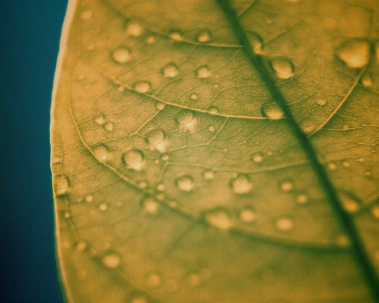Зеленый листик в макро обои