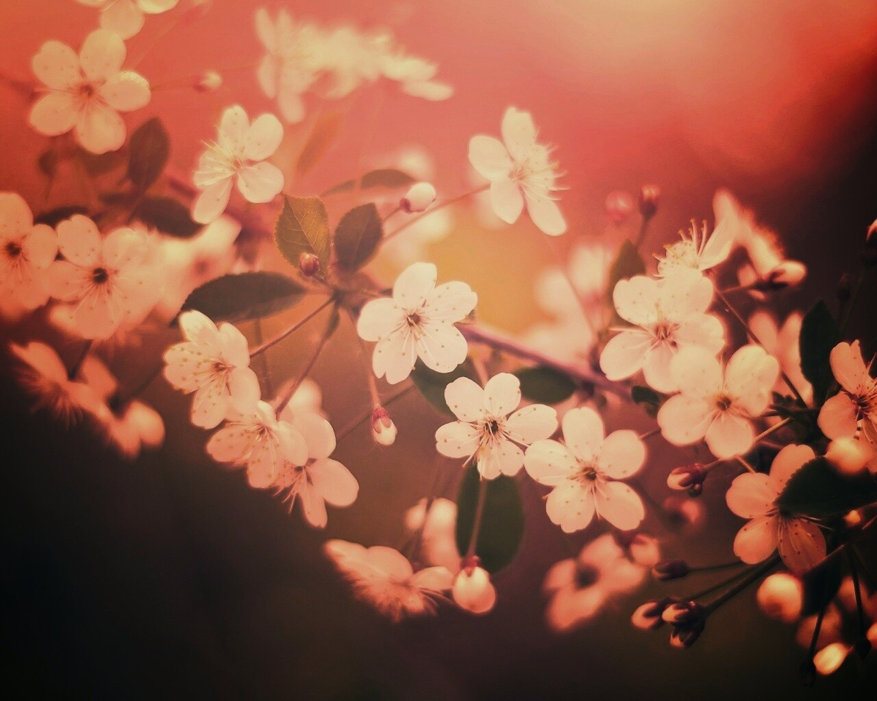Ветка сакуры обои
