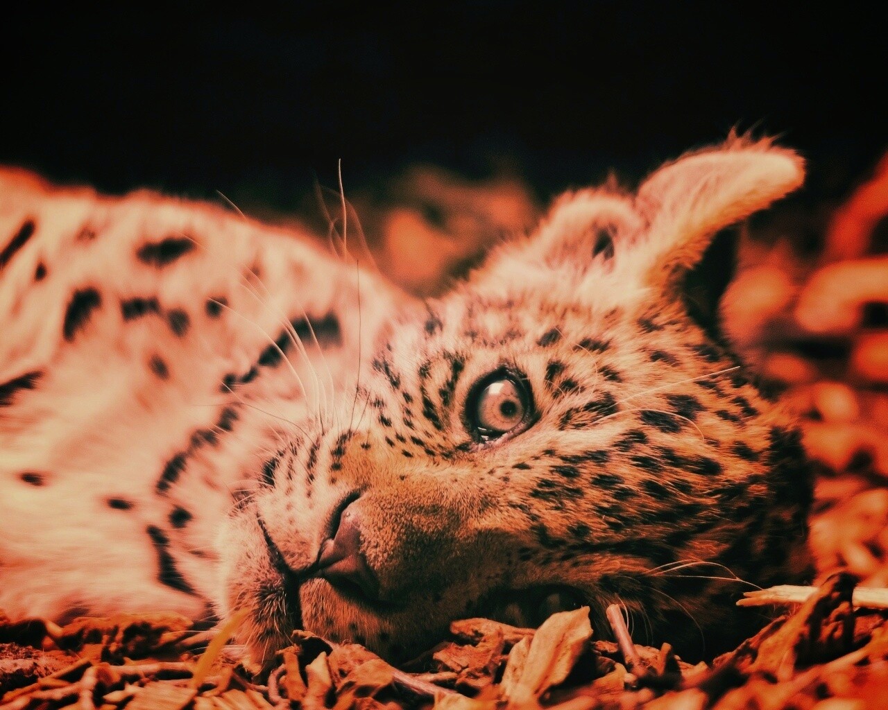 Гепард котенок обои