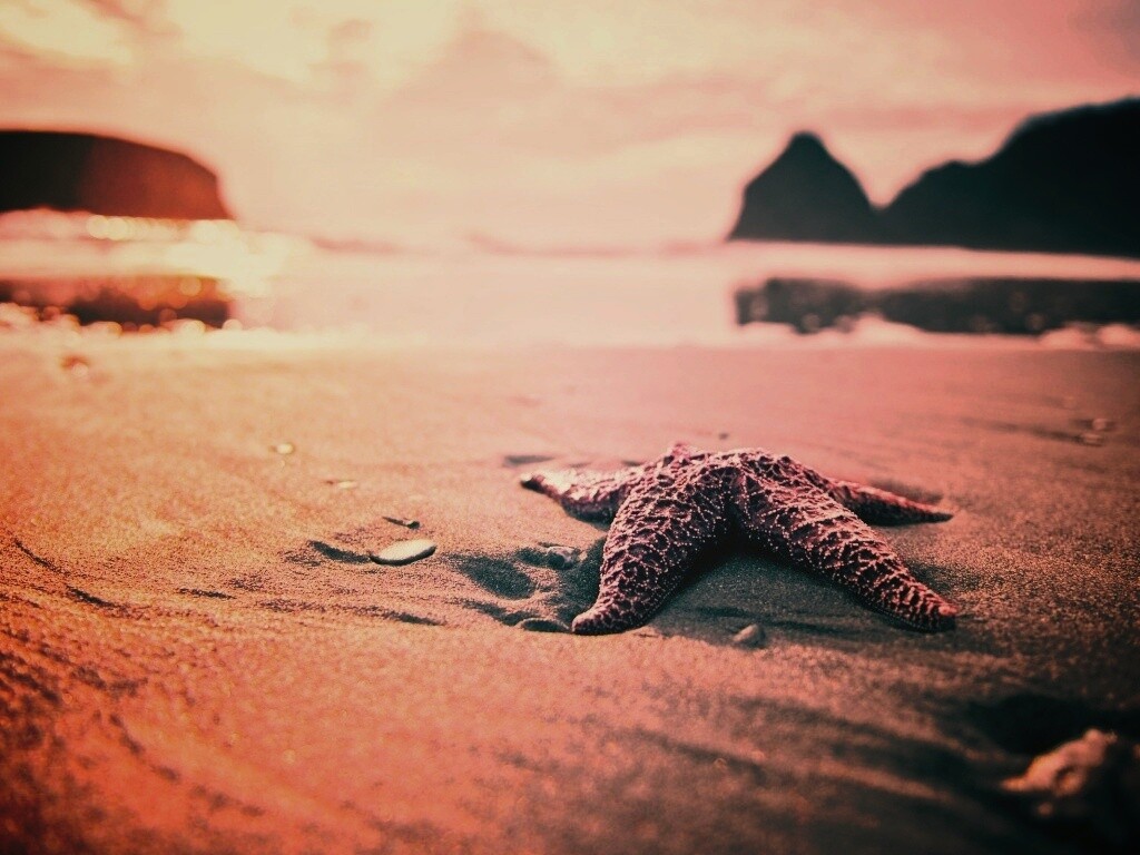 Морская звезда обои