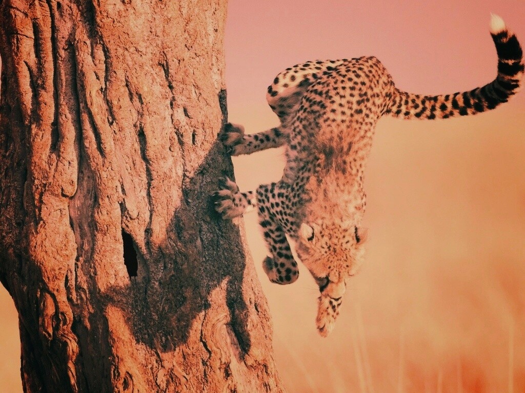 Скалолаз обои