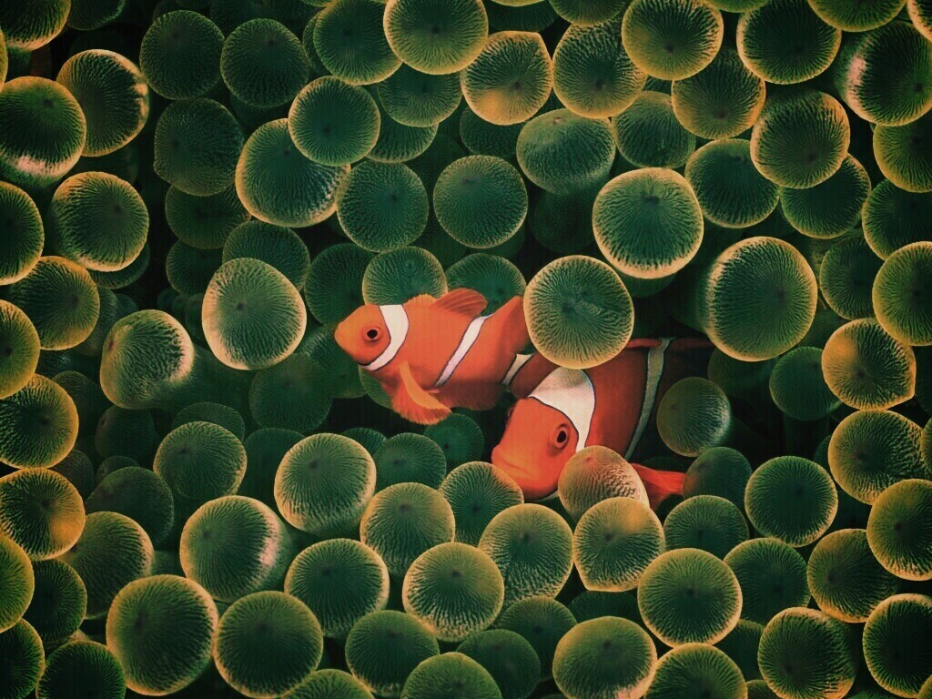 Рыбка клоун стандартные обои iPhone обои