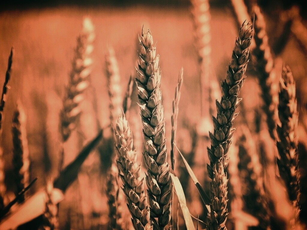 Молодые пшеничные колосья обои