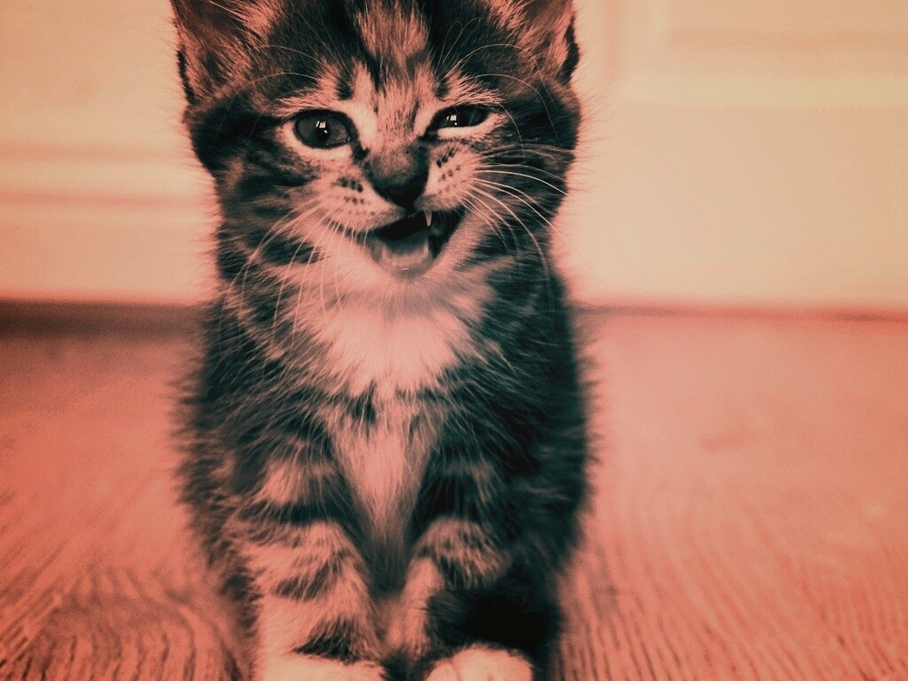 Ухмыляющийся котенок обои