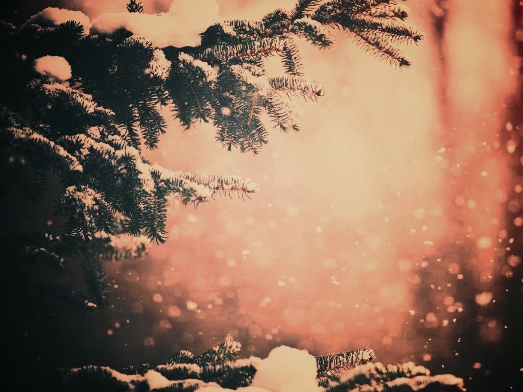 Еловые лапы в снегу обои