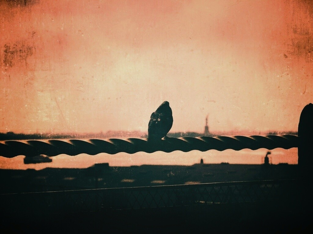 Голубь в Нью-Йоркских доках обои