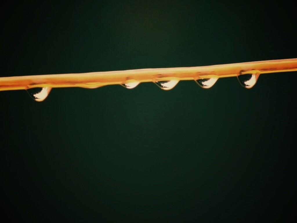 Капли на соломинке обои