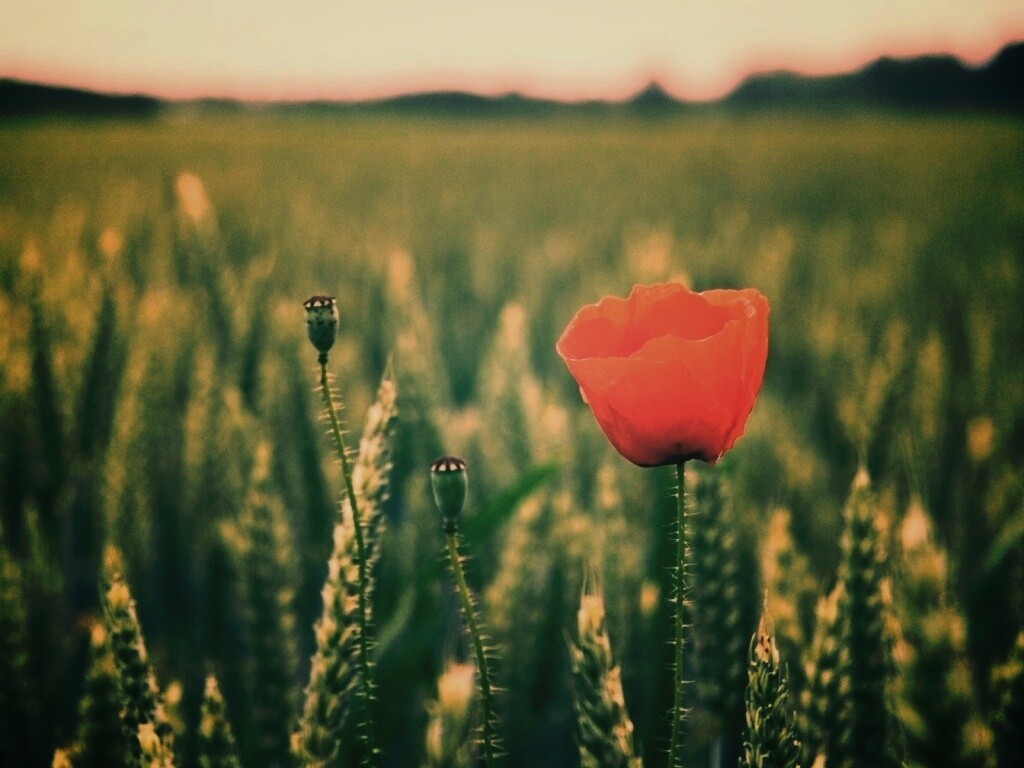 Первый распустившийся мак обои