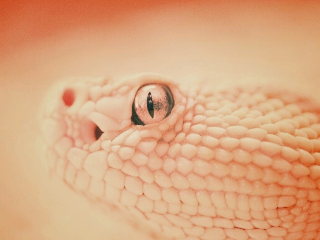 Змея альбинос обои