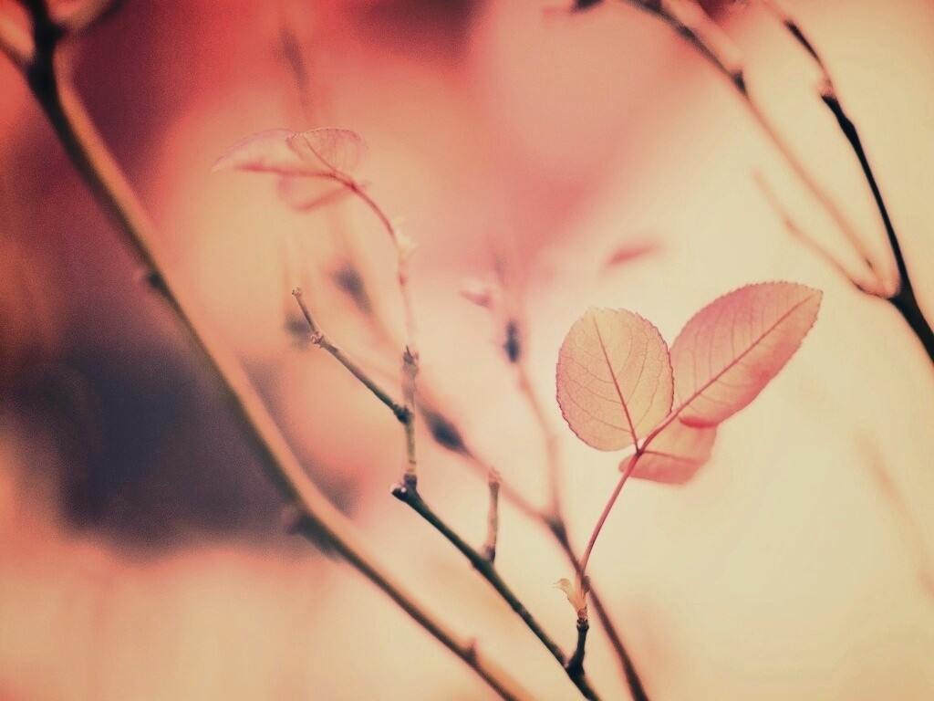 Красные листики обои