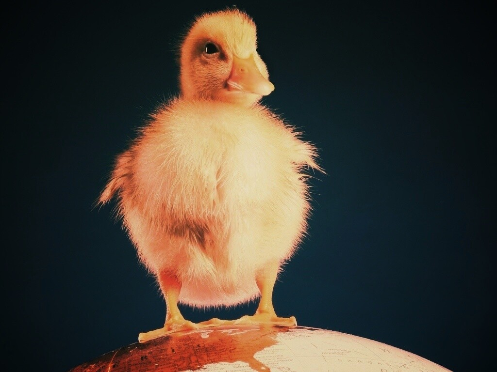 Утёнок на глобусе обои