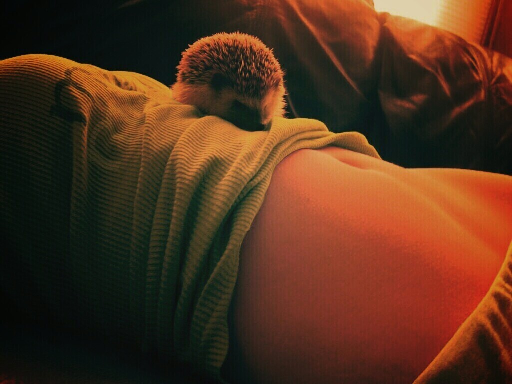 Девушка и ёжик обои