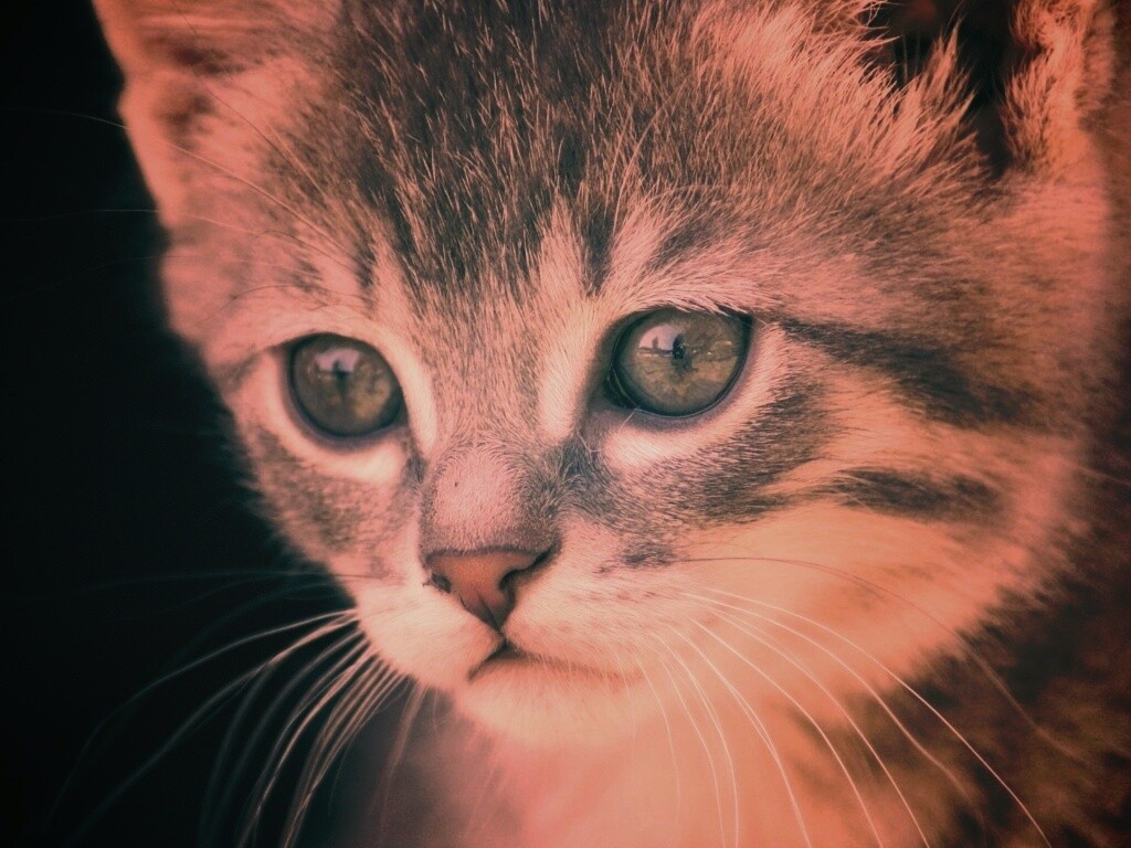 Мордочка котёнка обои