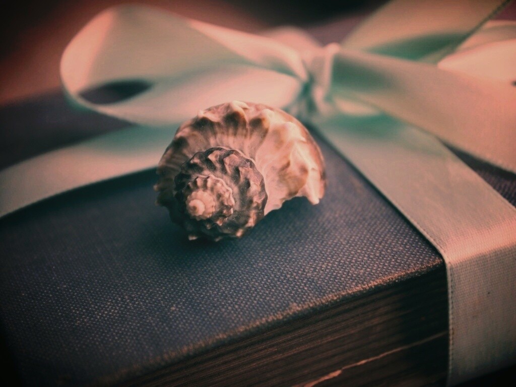 Ракушка на подарочном альбоме обои