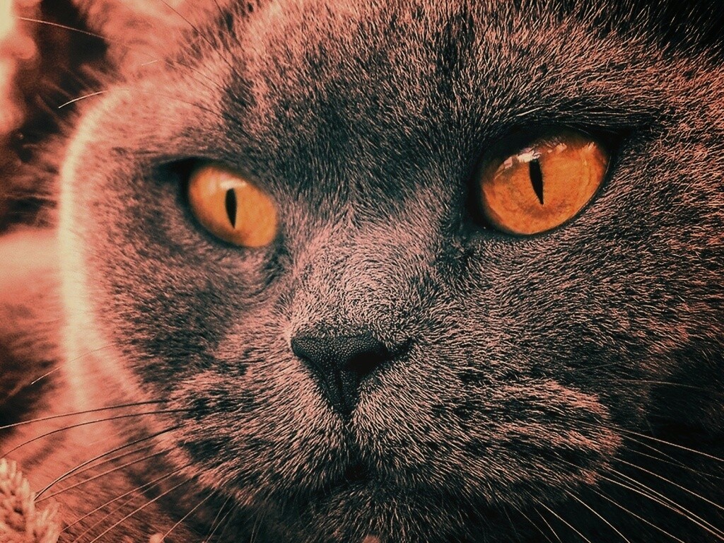 Кот с оранжевыми глазами обои