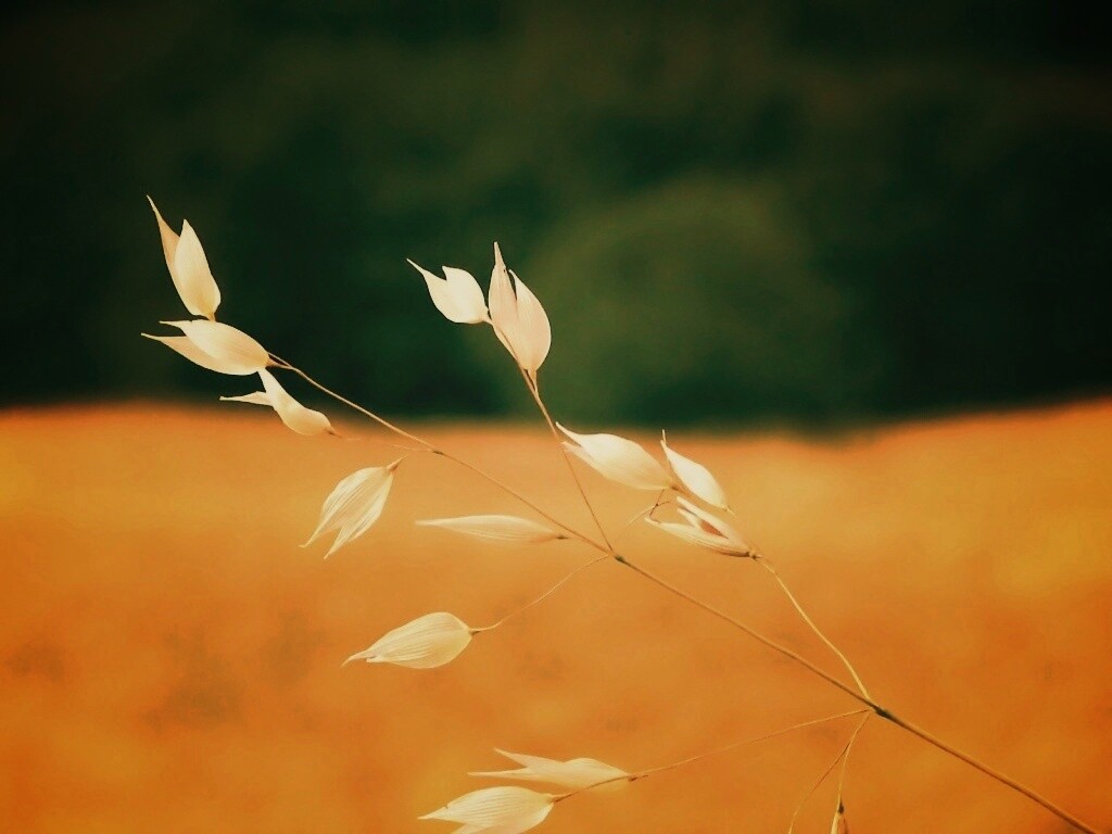 Белые полевые цветочки обои