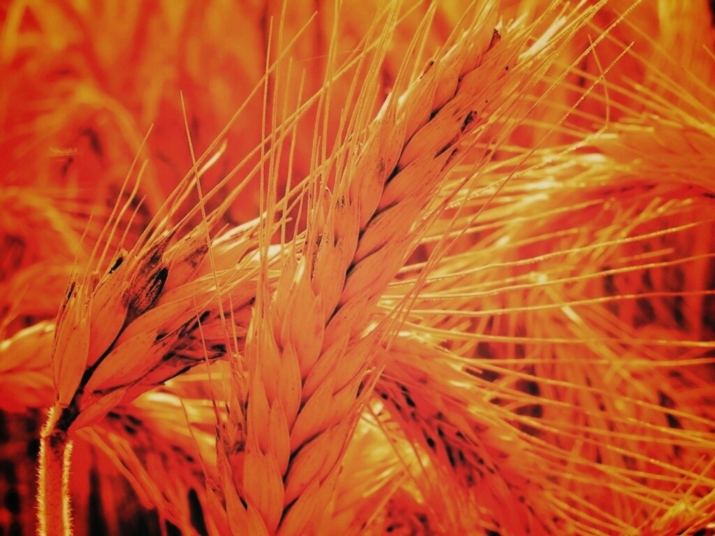 Зреющий колос обои