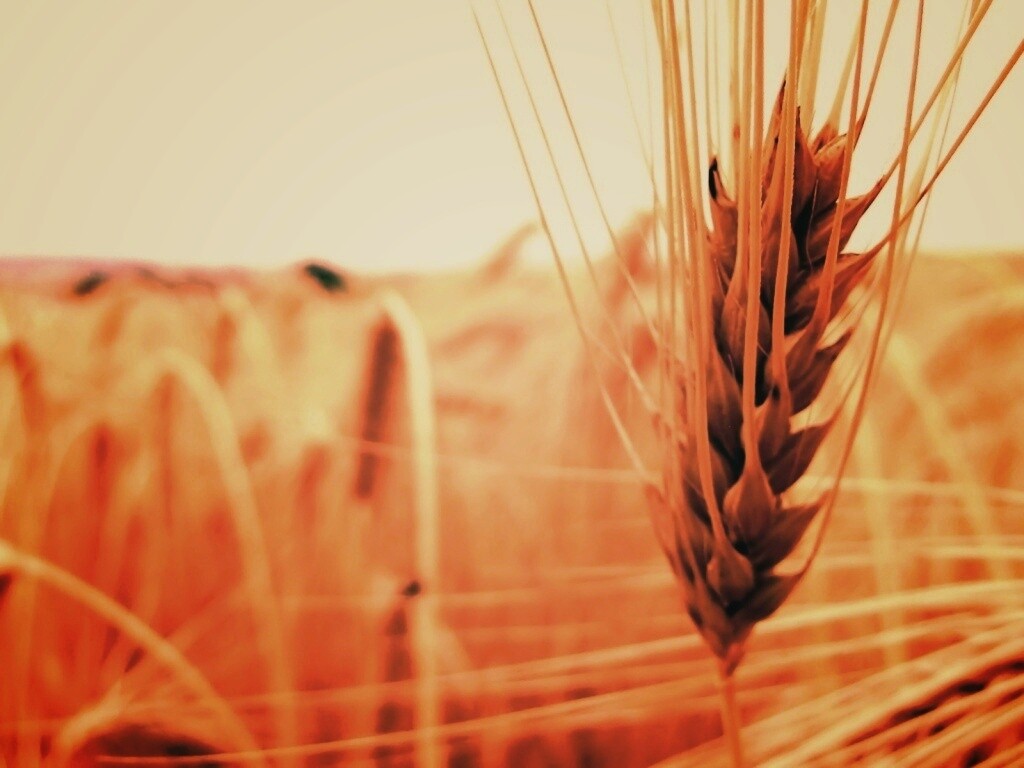 Короткий колос обои