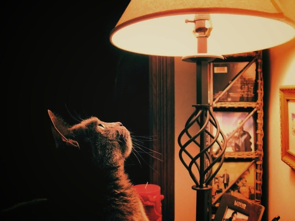 Кот смотрит под торшер обои