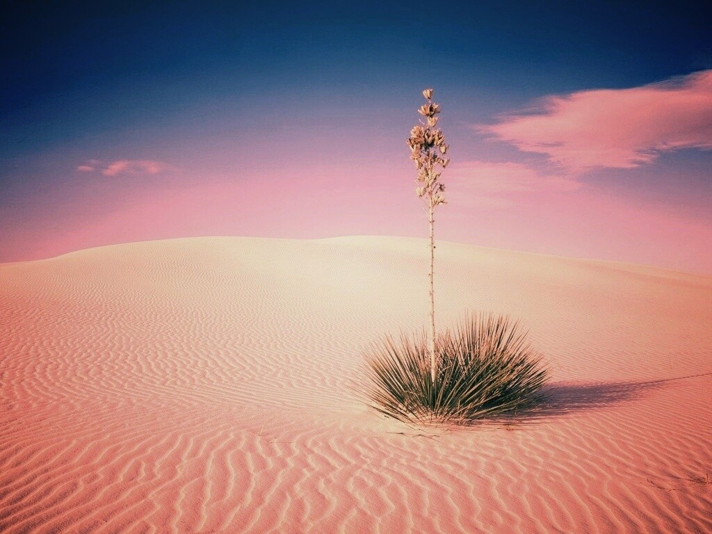 Растение среди пустыни обои